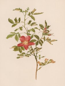 English Rose by English School